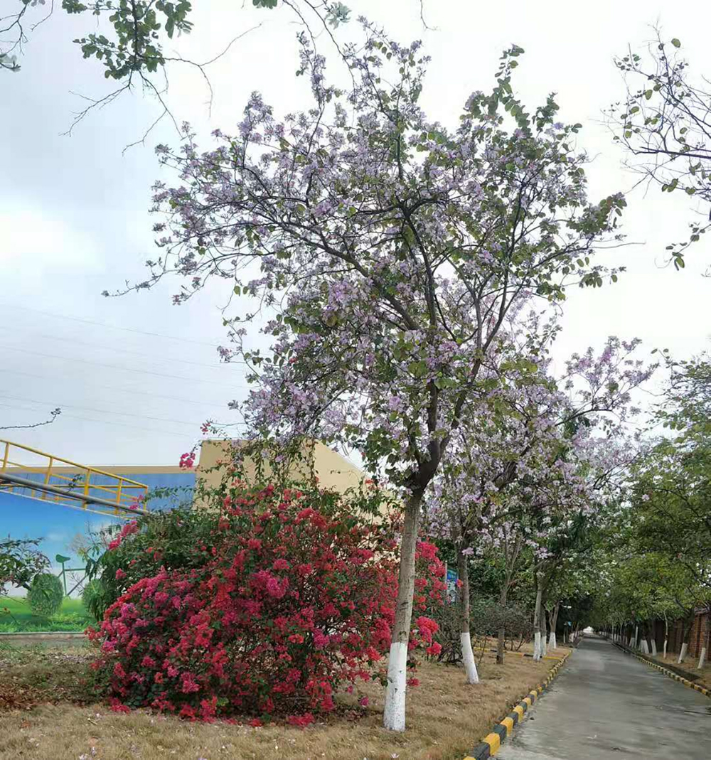 1617270726371829.jpg 12.jpg